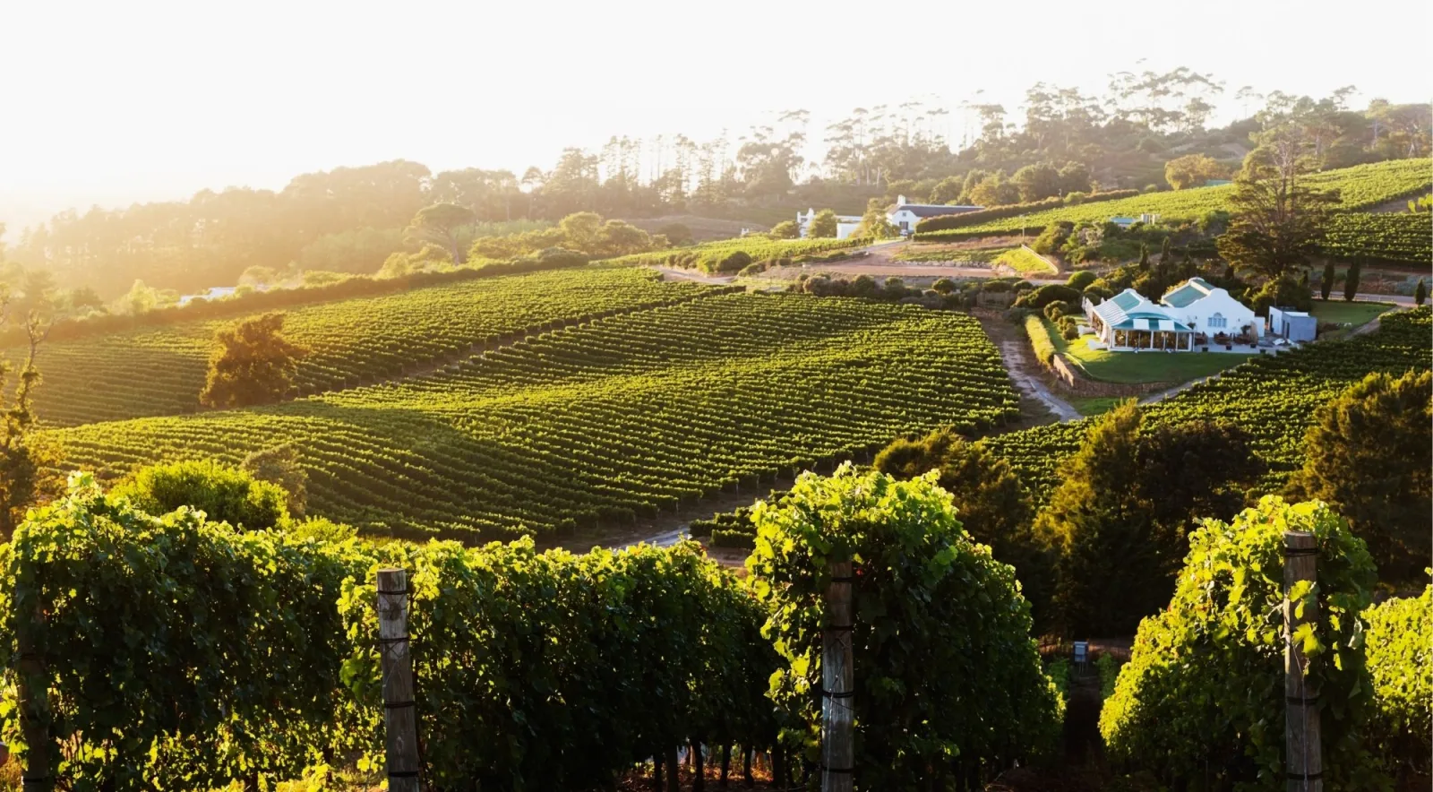 Vineyard rows sloping toward a whitewashed Cape Dutch wine estate at golden hour