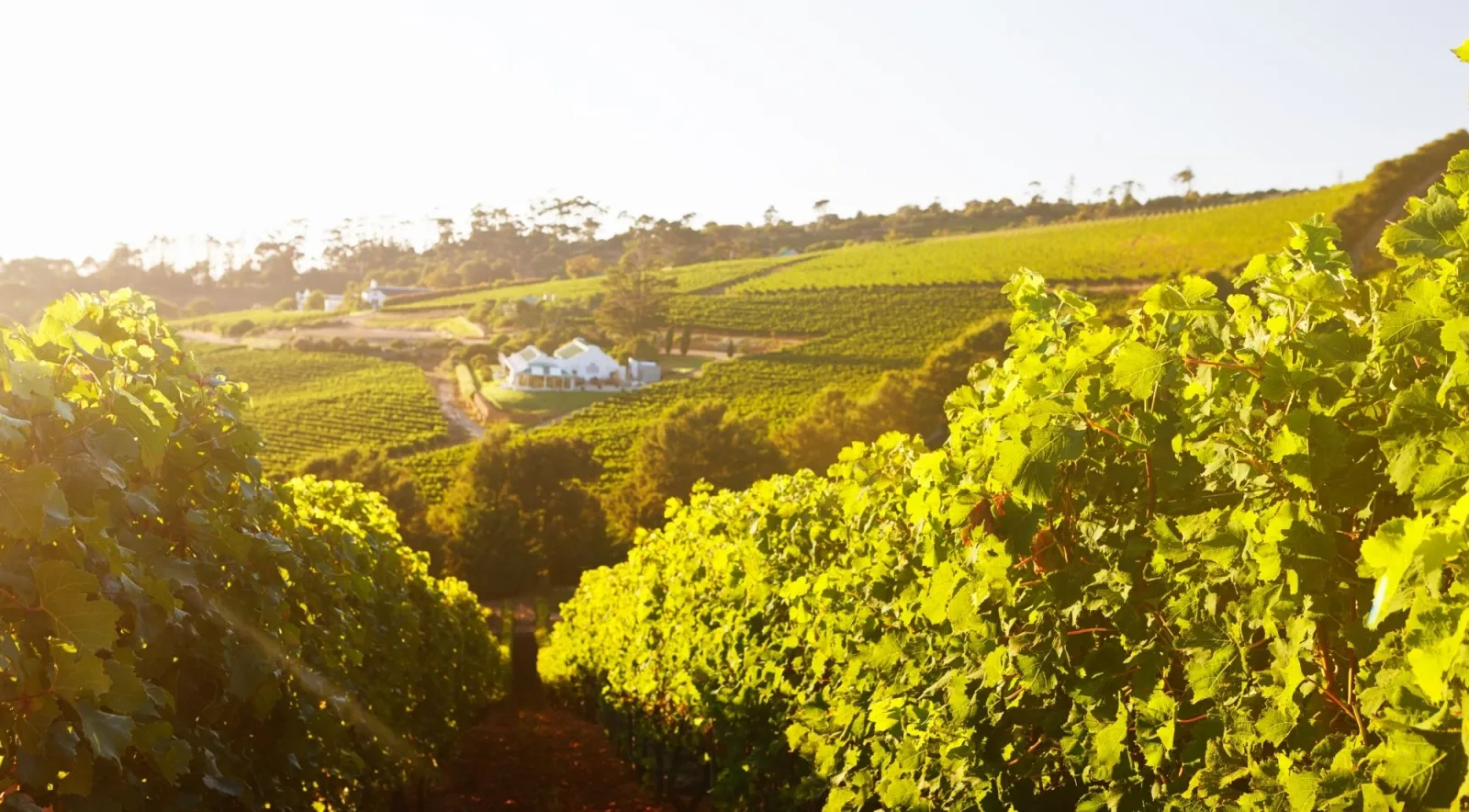 Sunlit vine rows dropping away to a white farm building among the slopes