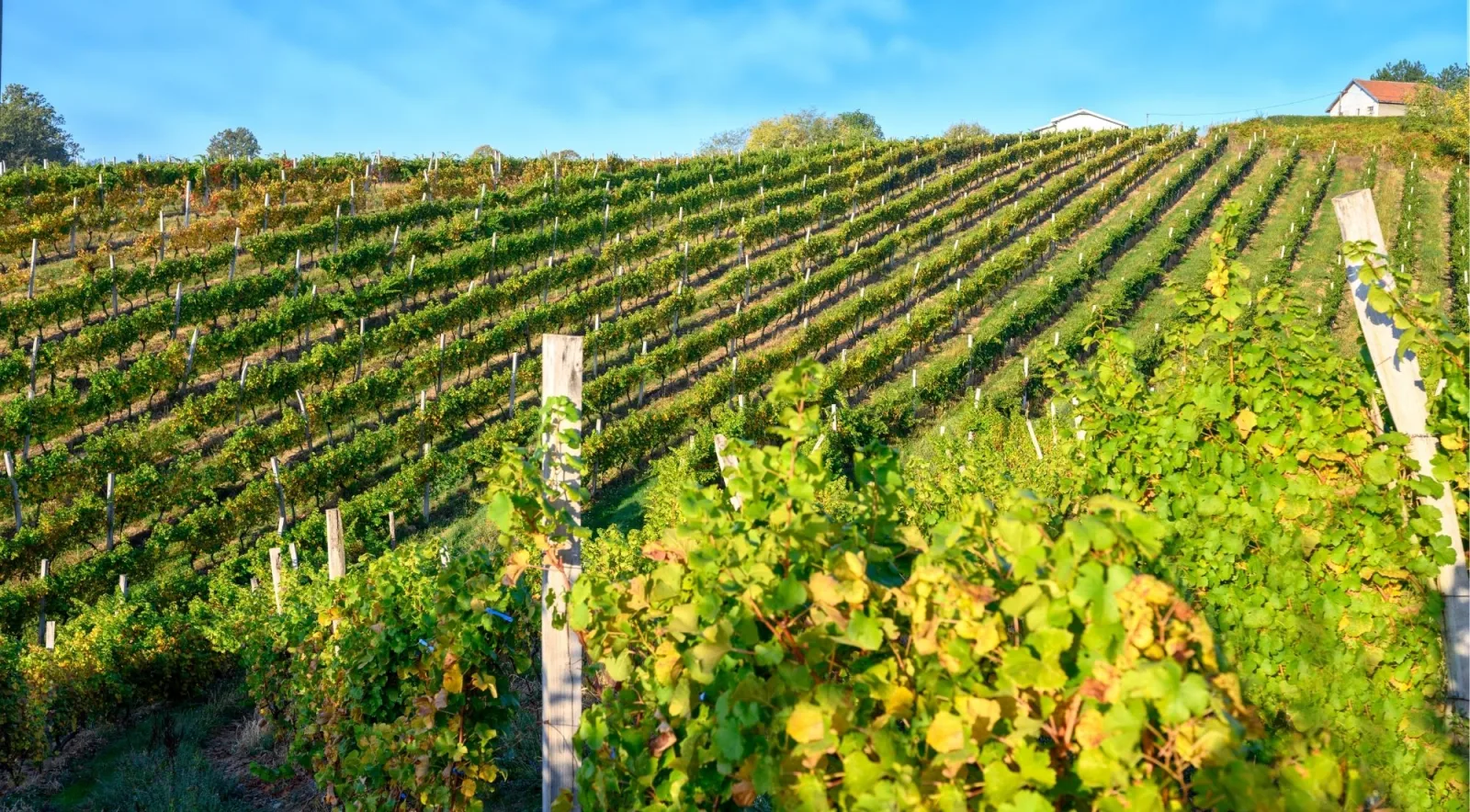 Vineyard rows climbing a hillside under a clear blue sky