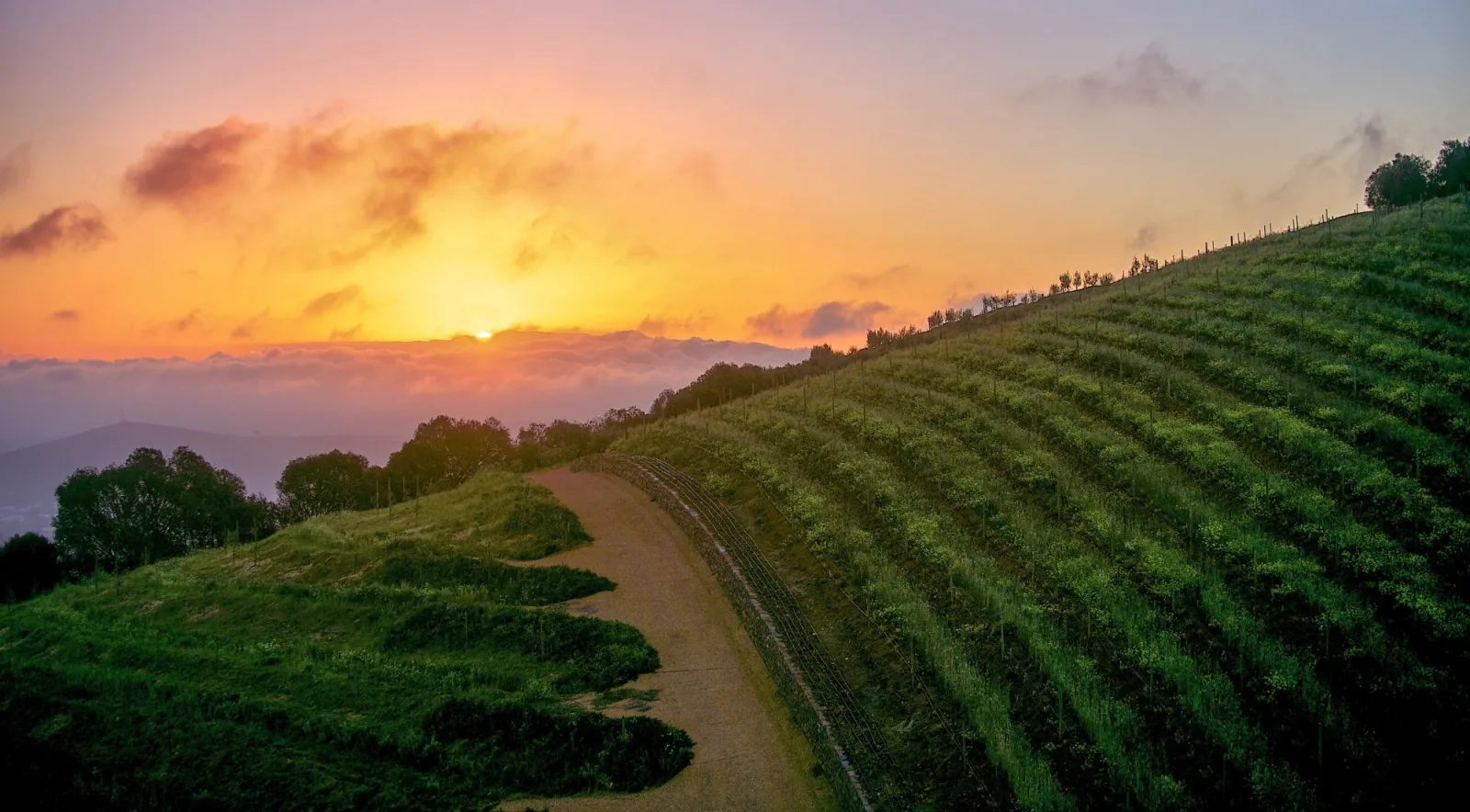 Sunrise over terraced vineyard slopes above a bank of low cloud