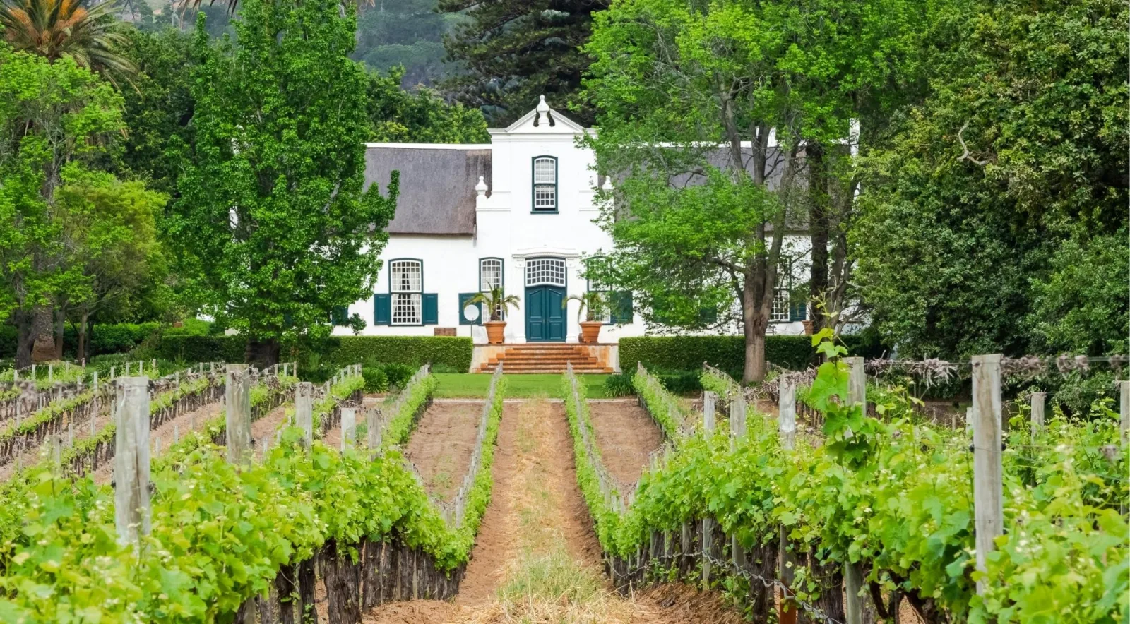Gabled Cape Dutch manor house at the head of a vineyard avenue