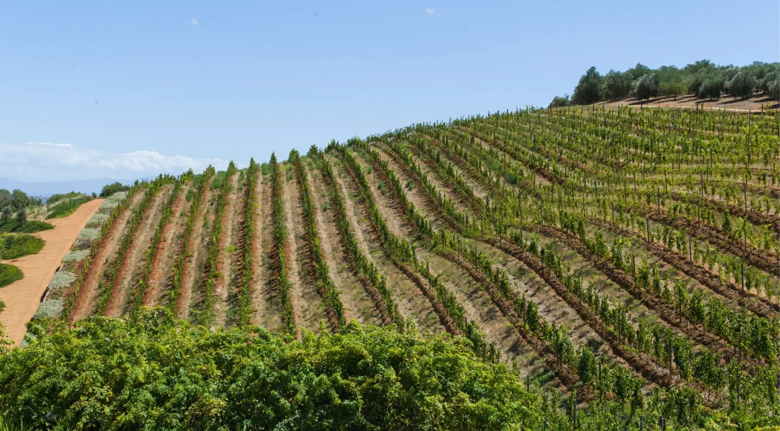 Vine rows and olive trees on a dry hillside