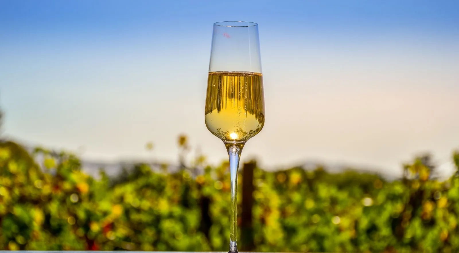 A flute of sparkling wine held against the vineyard at sunset