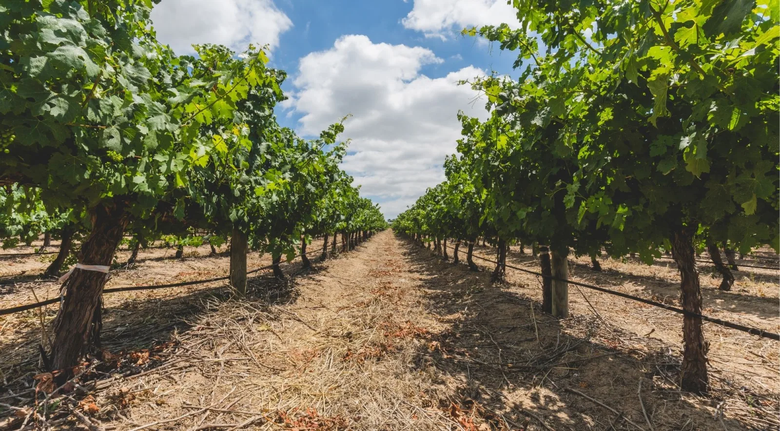 Mature bush vines in a working vineyard row under a cloudy summer sky