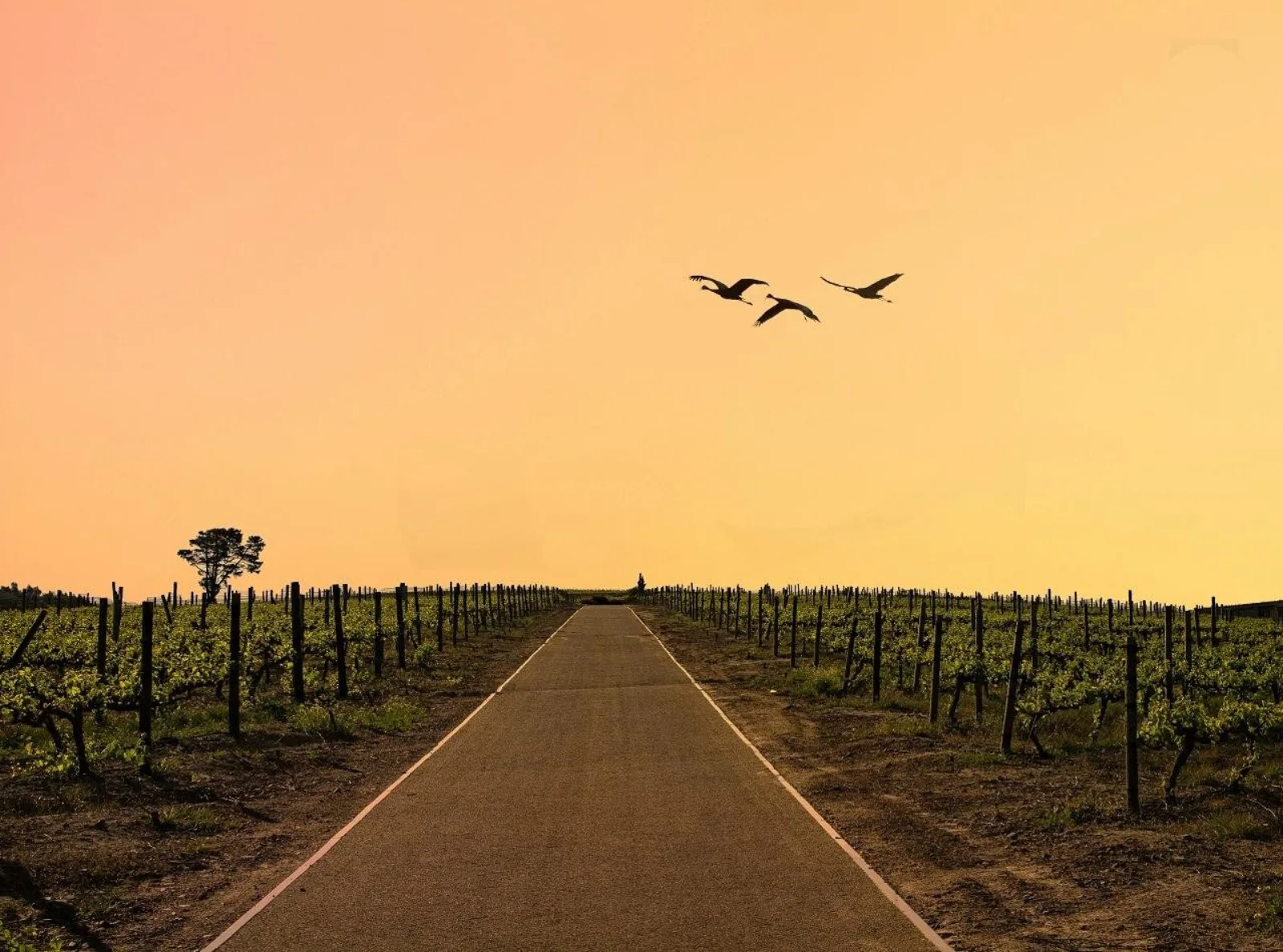 A straight road between vineyards at sunset with birds crossing the sky