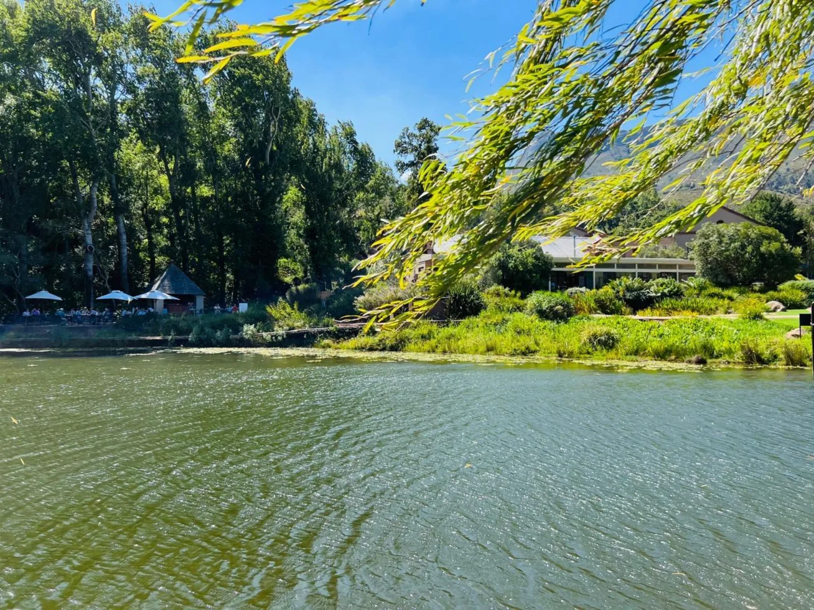 Willow branches trailing over the water of an estate dam