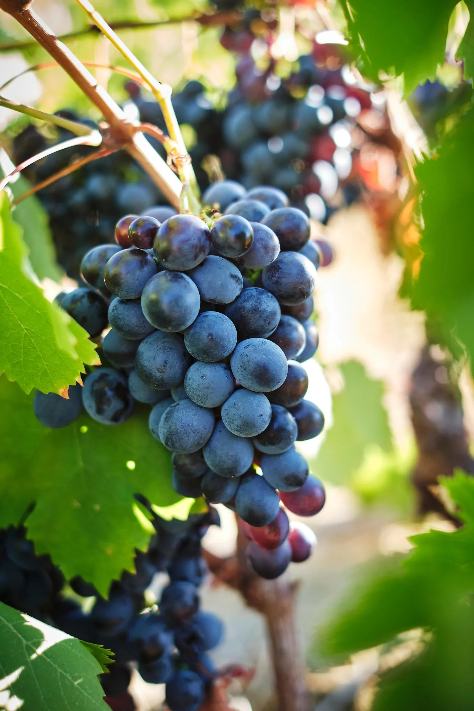 A bunch of ripe dark grapes on the vine before harvest