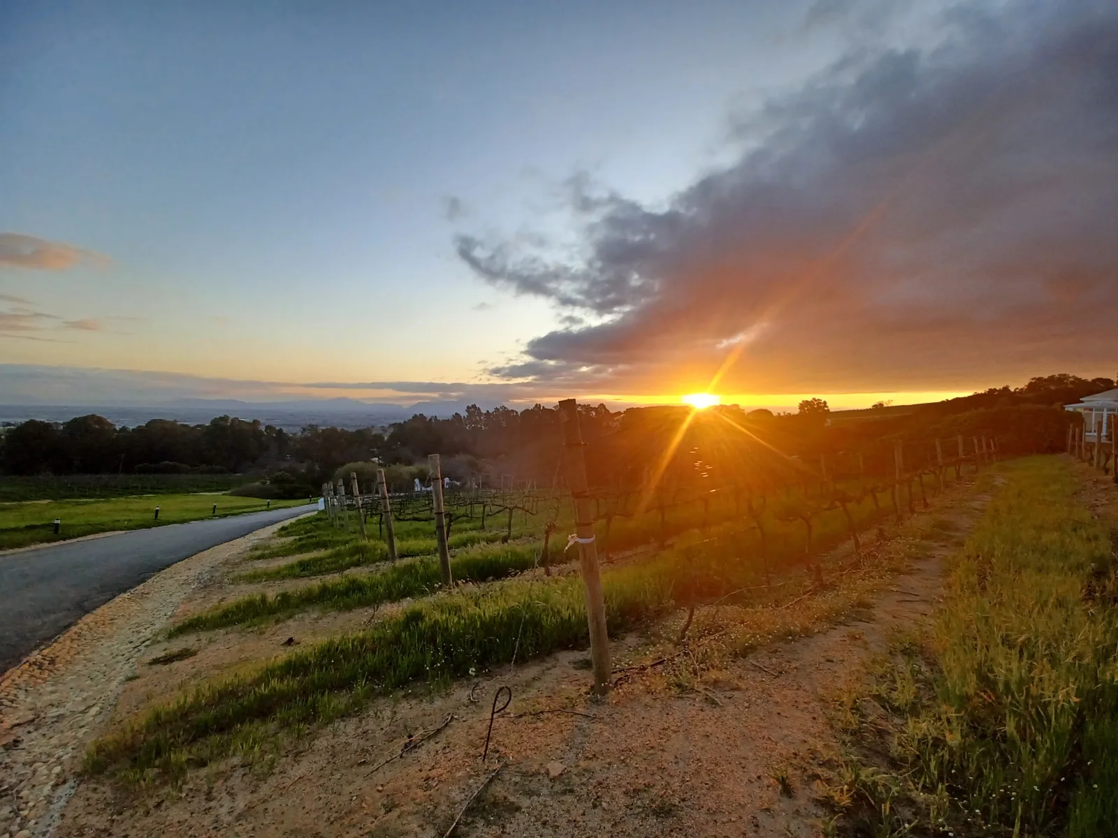 Sunset over the vineyards from a farm track between the rows