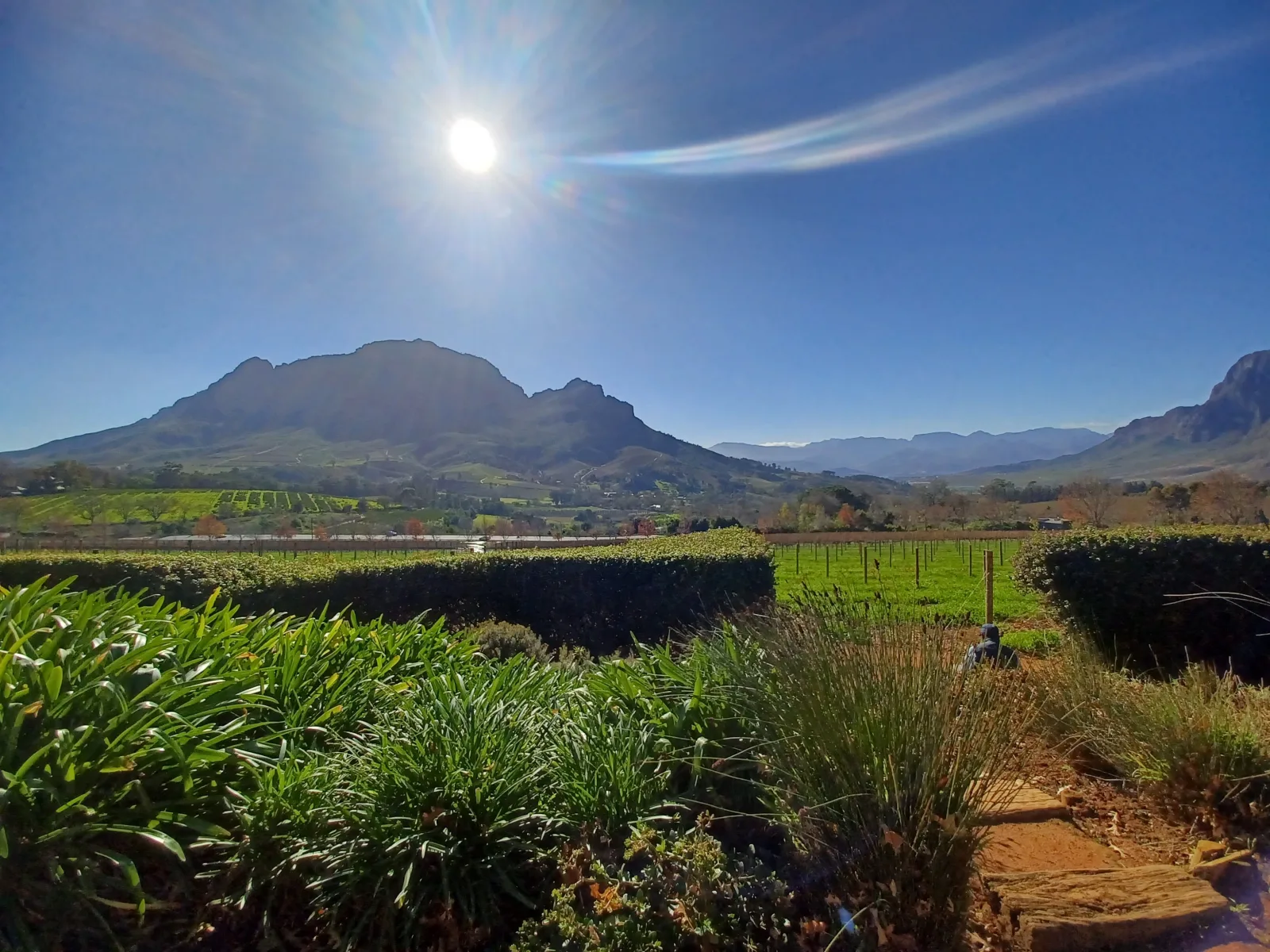 Mountains rising beyond the hedges and gardens of a wine estate