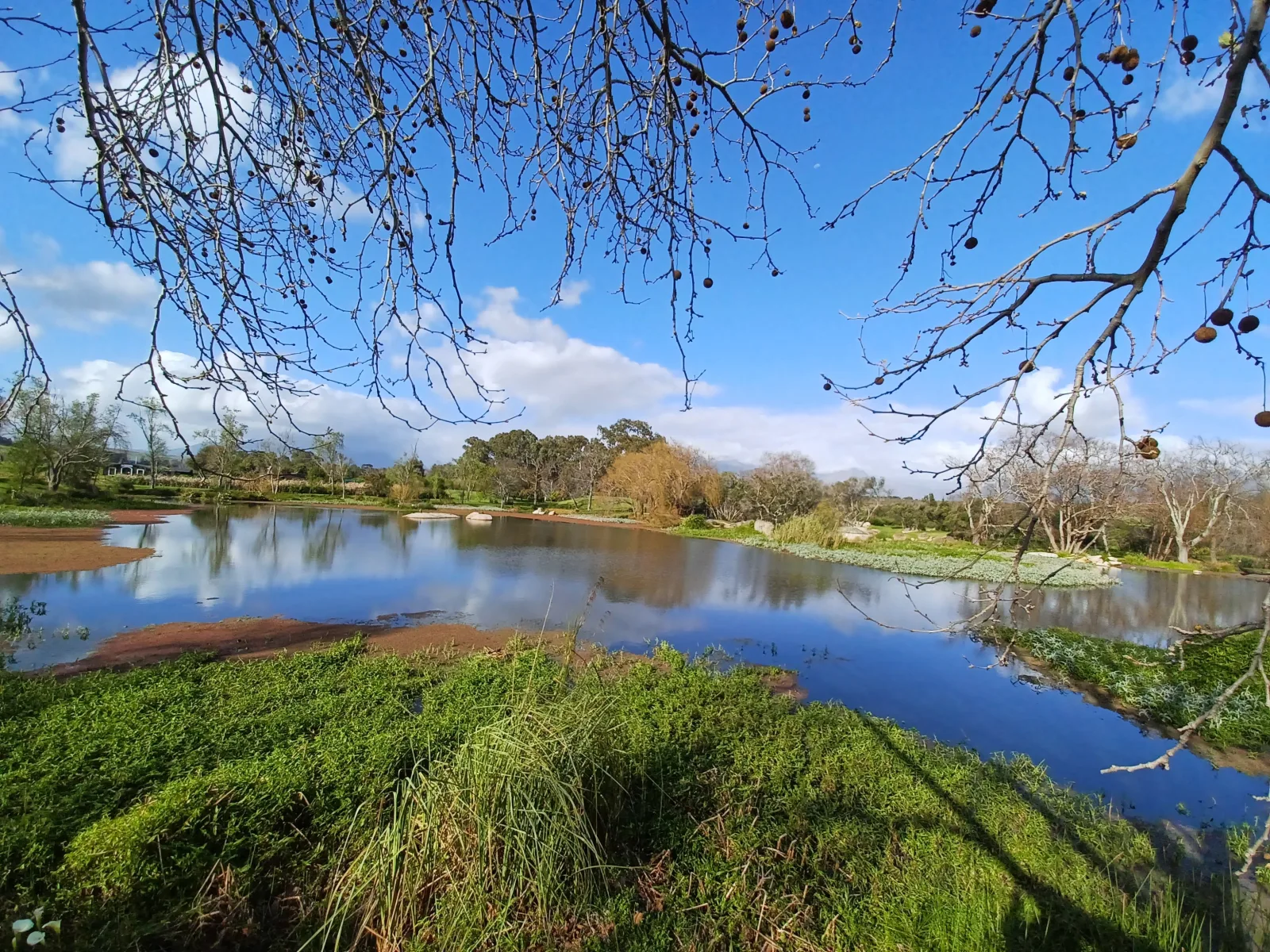 A farm dam reflecting bare winter branches and blue sky