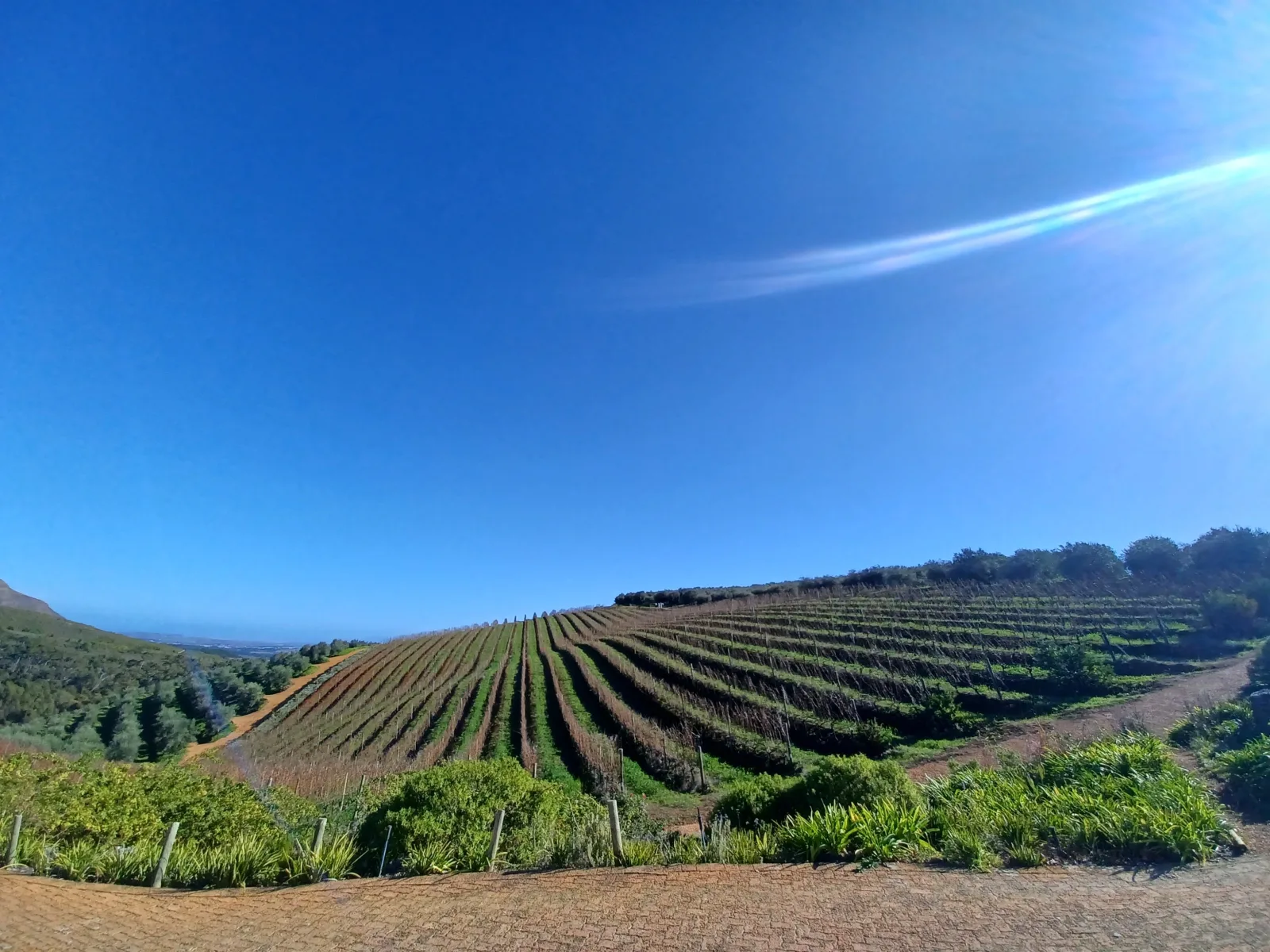 Uncork the Cape: Stellenbosch Half-Day Wine Tour