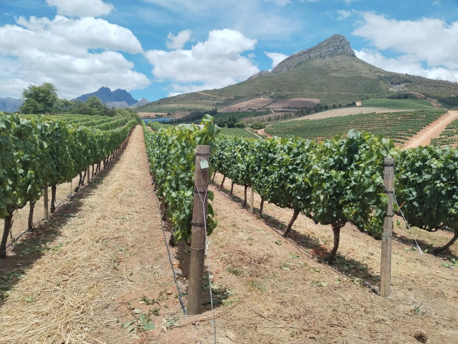 Vineyard rows running toward the mountains under a clouded sky
